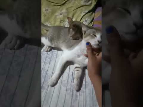 Dhusi@ Chuin after breakfast💙🐈😻🐱