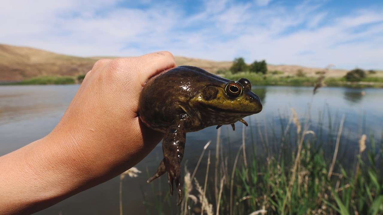FIRE ROASTED Bullfrogs (Catch, Clean, Cook) | Family Camping Trip