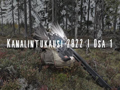 Kanalintukausi 2022 | Metsojen mailla - onnistumisia ja epäonnistumisia