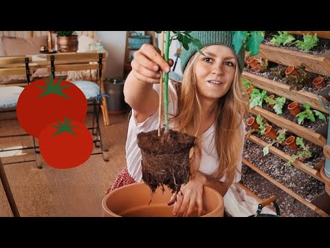 🍅 Planting tomatoes in pots: Everything you need to know!