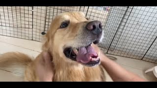 クラウドファンディングプロジェクト：貼るケアで、ペットの幸せを守る。「ペティオーラAD」これからのペットオーラルケア新常識