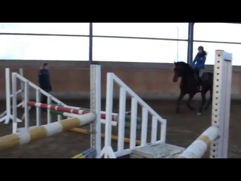 5-jährige  Stute von Legolas/Calido