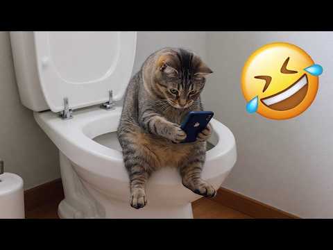 Cats Being Absolutely Chaotic in 2026 😹 Funniest Viral Videos