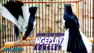 Download lagu KACER KONSLET NGEPLAY BIKIN LAWAN CEPAT EMOSI, PANCINGAN KACER GACOR TARUNG FULL ISIAN NGOBRA NGOTOT mp3