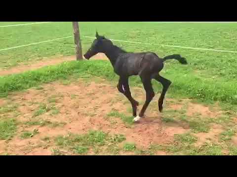 Hengstfohlen von Marc Cain aus Gribaldi geb. 25.05. aus Embryotransfer