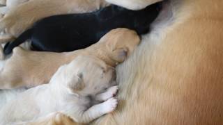 Download lagu Farlat Saluki - Fara & Coral Charm babies 13 day mp3