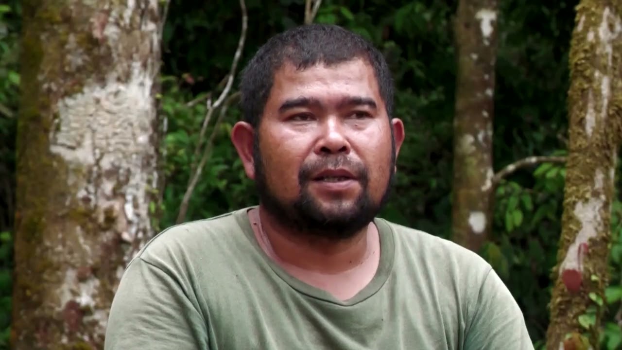 Orangutans at risk as Indonesia floods devastate habitat | REUTERS