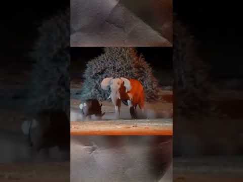 L’éléphant avait déjà tout prévu 😳