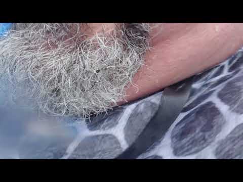 Honu of Honu ika Moana - Volcano Bay