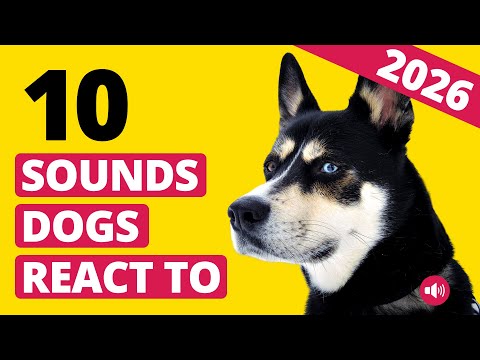10 Sounds Dogs React to Instantly 🐶 | NEW Sound Collection 2026