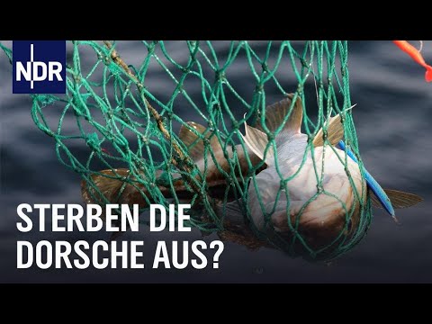 Schöne, tote Ostsee: Das Dorschsterben und die Folgen | Doku | NDR | 45 Min
