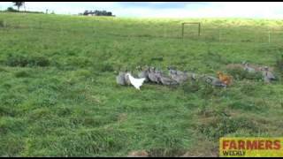 Keeping Guinea fowl with chickens