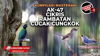 Download lagu 🔴Kompilasi Masteran Burung Kecil Rambatan Ciblek Kristal Gacor vs Cucak Cungkok Isian Kasar mp3
