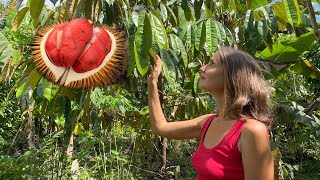 12+1 Biggest Fruit Trees in our 2 YEARS OLD Tropical Permaculture Food Forest