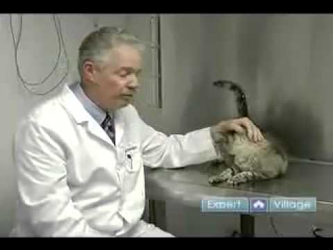 What to Do if Your Cat Has Broken Bones  Animal First Aid   Vet Videos   Dr Bang