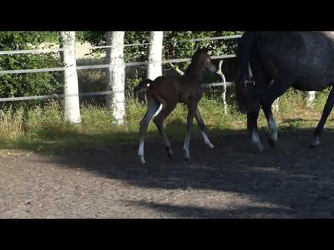 Hengstfohlen von Amber aus Casall/Contender, 2 Tage alt