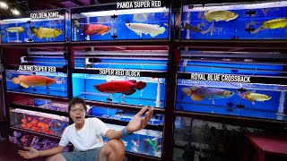 Download lagu The RAREST & CRAZIEST Asian Arowanas in the World!! Absolutely INSANE LOOKING! mp3 Download lagu The RAREST & CRAZIEST Asian Arowanas in the World!! Absolutely INSANE LOOKING! mp3
