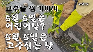 5월 5일은 고추 심는 날