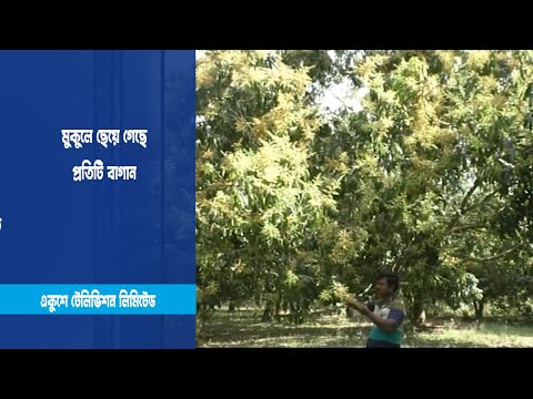 রেকর্ড পরিমাণ আম উৎপাদনের আশা
