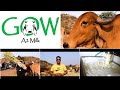 Gow A2 Milk Cinematic AD 100 Pure Desi Gir Cow Full Cream Milk