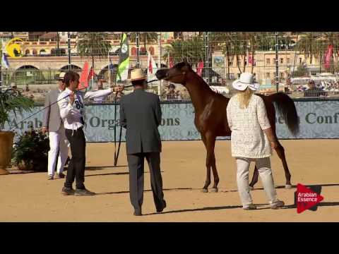 N.85 LAZEEZ AL SHAHANIA - MENTON 2017 - Yearling Colts (Class 6A)