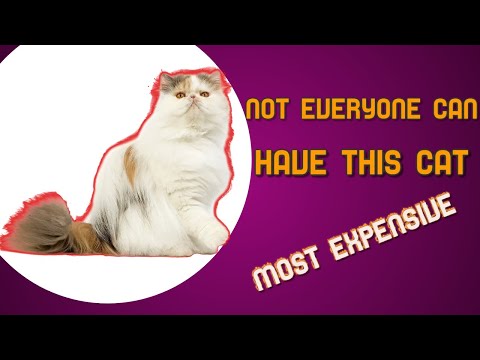 Not Everyone Can Have These Cats-TOP FIVE MOST EXPENSIVE CATS IN THE WORLD