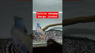 Download lagu Buset‼️ Pulcra Mangap Harga Jutaan 🔥🔥🔥 mp3