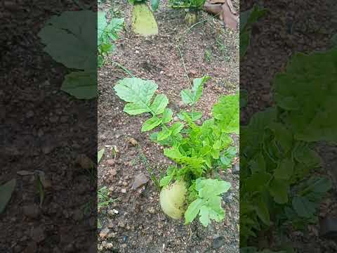 大根の葉に穴が空いてしまった！何のために ？それらをどのように治療すればよいでしょうか？  庭園