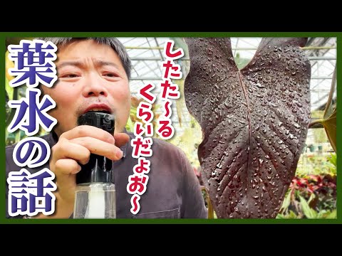 ミナ ロバタ、Ipomoea versicolor、クアモクリット ロバタ、Ipomoea lobia、インドの羽