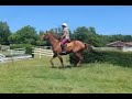 Hongre 4 ans Polyvalent 170 