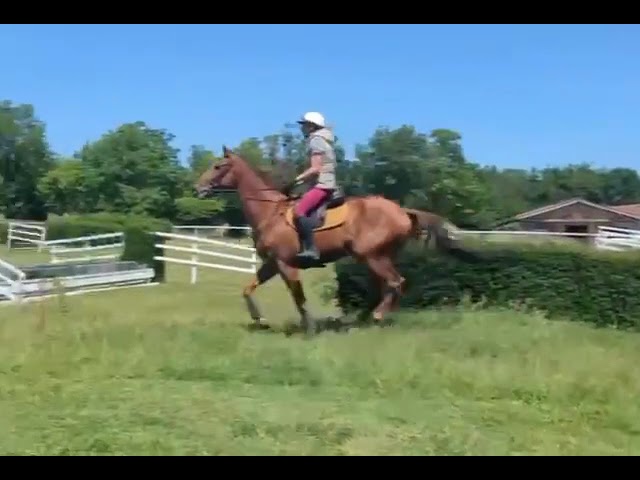 Hongre 4 ans Polyvalent 170 