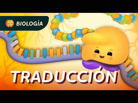 Cómo se hacen las proteínas (traducción): Crash Course Biología #35