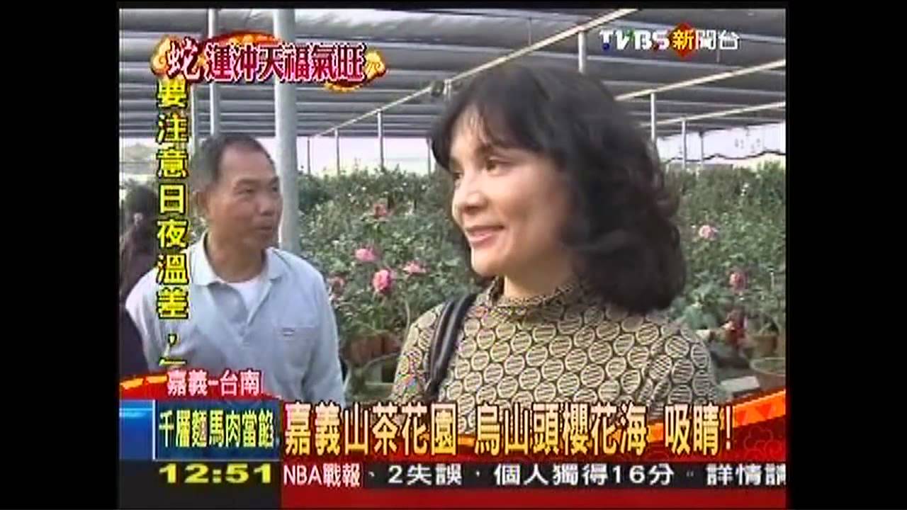 嘉義山茶花園!烏山頭櫻花海 吸睛