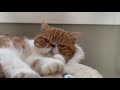 Orange Cat Purring Very Loud