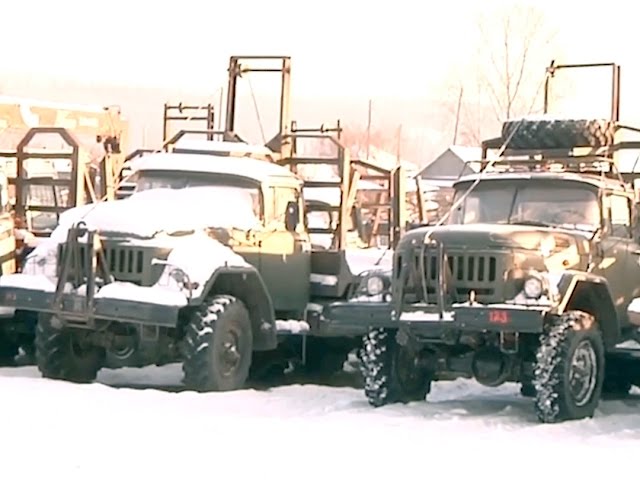 Банду черных лесорубов задержали полицейские