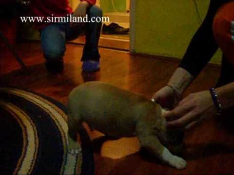 sirmiland puppies.mpg