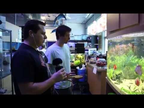 Tropical Fish Store Tours: Age of Aquariums