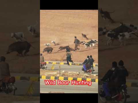 Wild Boar Hunting with Hunting Dogs 2025 / Big Boar vs Big Dogs @ExplorePotohar