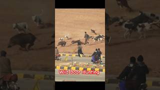 Download lagu Wild Boar Hunting with Hunting Dogs 2025 / Big Boar vs Big Dogs @ExplorePotohar mp3