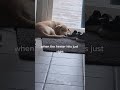Adorable Lab Puppy Snuggles Pure Love And Sleep Lab Puppy