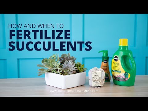 YouTube video about: Can you use succulent fertilizer on other plants?