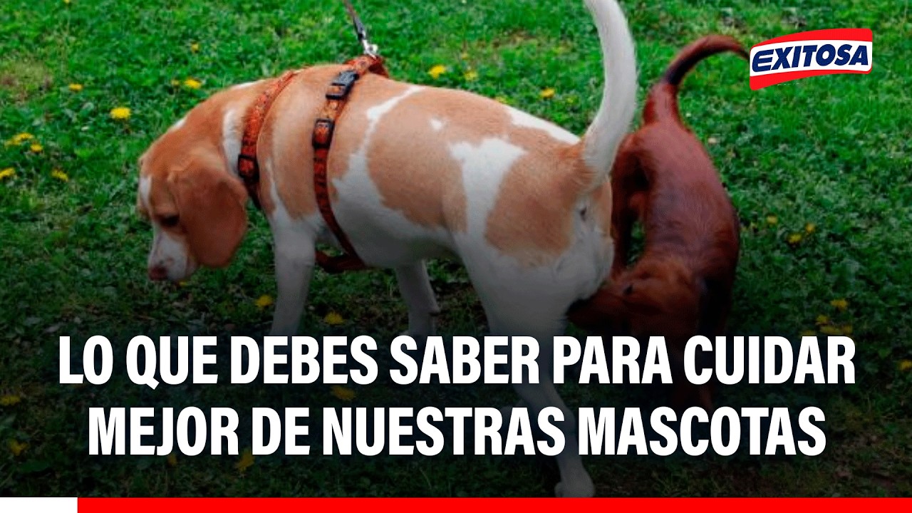 🔴🔵 Todo lo que debes saber para cuidar mejor de las perritas y gatitas