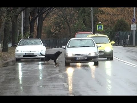Агресивни кучета атакуват автомобили