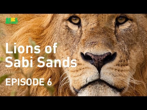 Lions of Sabi Sands - Episode 6 | Killing a Majingliane Lion