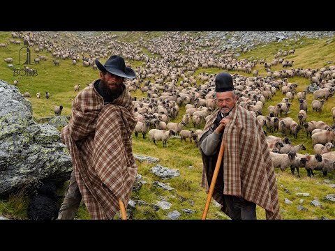 2600 de oi BUCĂLĂI coboară pe ploaie prin munții Țarcu | Cu Vasilica Popa și Marinel Ciobănașu' Ep10