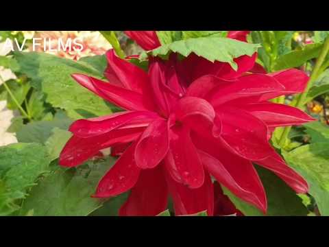 Delia Flowers | How to grow and take care of delia plants.