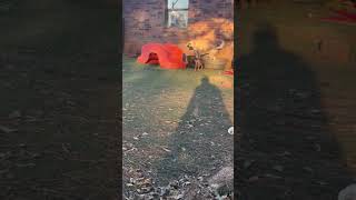 Video preview image #1 German Shepherd Dog-Great Pyrenees Mix Puppy For Sale in Winter Park, CO, USA