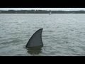 Giant Shark