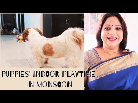 Tips for Puppy activities during monsoon | Got ready for this special invitation Video