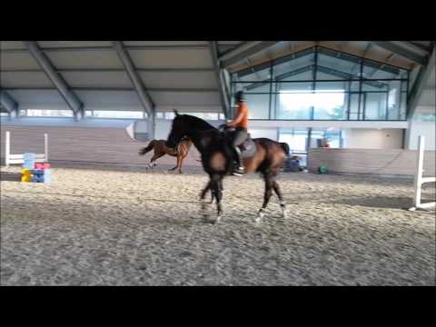 Hopina 4 yr Zirocco Blue - Tangelo - Burgraaf